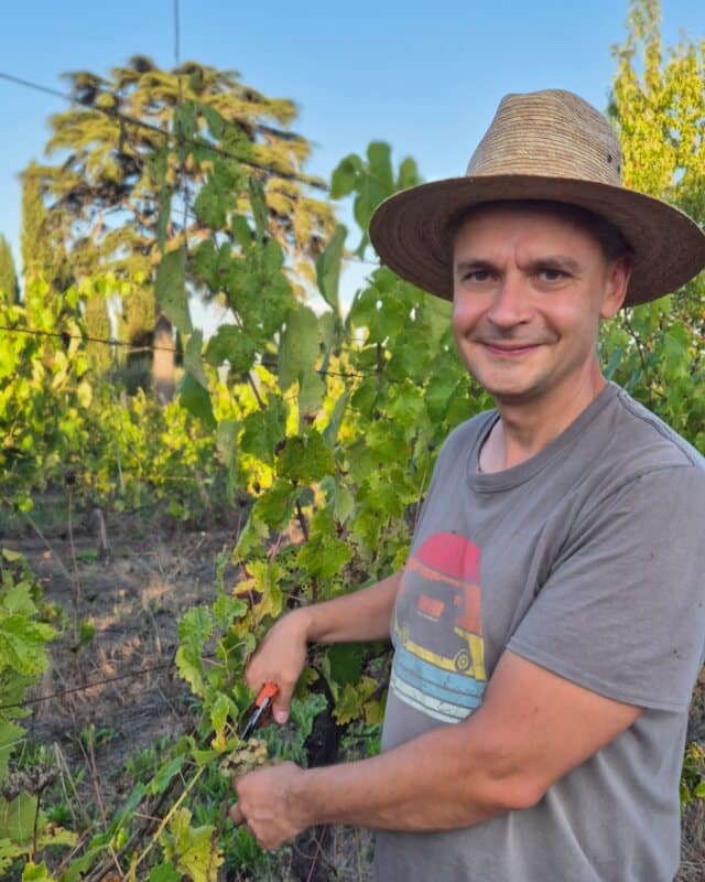 Toscanizzazione winobranie na winnicy w Toskanii