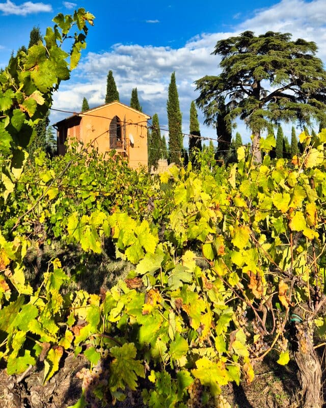 Toscanizzazione winnica w Toskanii