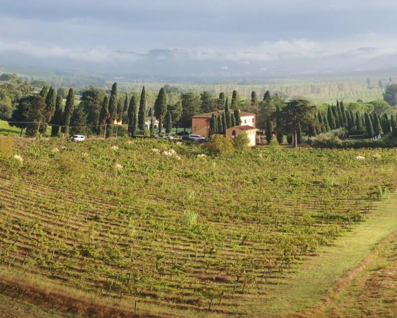 Toscanizzazione widok na winnice